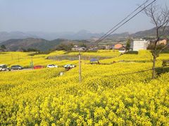 -桑洲油菜花景区