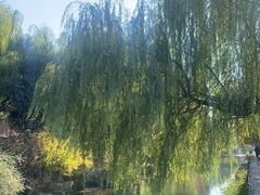 -春水锅贴·传统鲁菜(大明湖店)