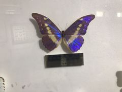 -上海昆虫博物馆