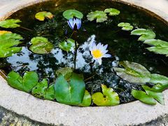 -深圳仙湖植物园