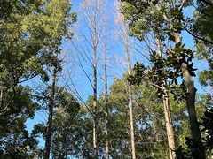 -徐家汇源景区-衡山公园