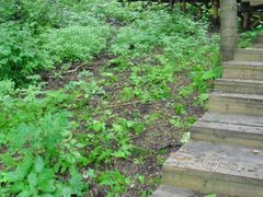 -五营红松林海景区