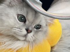 -猫大福·Fortune Cat猫舍(百子湾店)