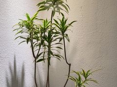 -The Good Place好地方·Brunch·coffee(国贸店)