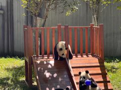 -卧龙中华大熊猫苑神树坪基地