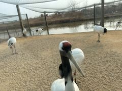 -盐城丹顶鹤湿地生态旅游区