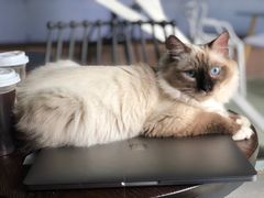 -喵屿·大理花园猫咖