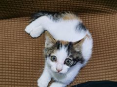 -聚德华天护国寺小吃(甜水园店)