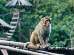 -西双版纳原始森林公园