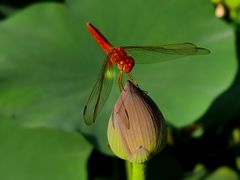-广州莲花山旅游区