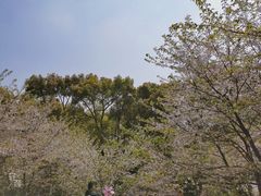 -南山植物园