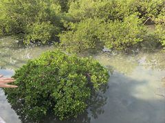 -北海金海湾红树林生态旅游区