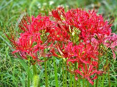 -西山漾湿地公园