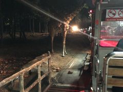 -清迈夜间动物园