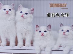 -Bastet sally猫舍购宠(静安店)