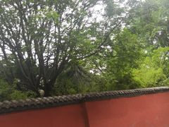 -泰山风景名胜区-普照寺