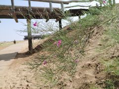 -黄沙古渡原生态旅游区