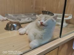 -屋虎猫馆(宝安大仟里店)