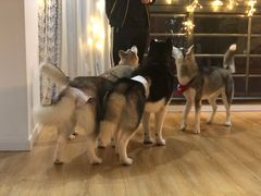 -Husky Go! 哈士奇体验馆·宠物咖啡厅狗咖