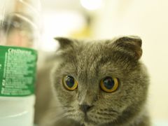 -鼓捣猫呢主题猫咖店