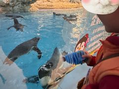 -帝企鹅自助餐厅•儿童岛•真企鹅(长隆企鹅酒店)