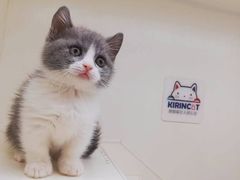 -十年猫舍·猫咪专门店(普陀店)