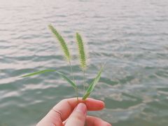 -羊山湖公园