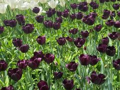 -洛阳郁金香牡丹园