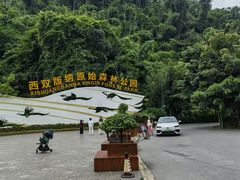 -西双版纳原始森林公园
