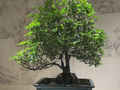 -扬州大运河文化旅游度假区·盆景园