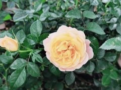 -香蜜公园
