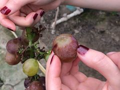 -马陆小张葡萄园农家乐