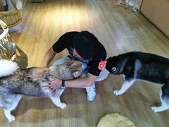-Husky Go! 哈士奇体验馆·宠物咖啡厅狗咖