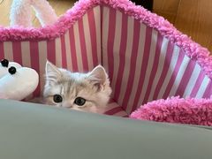 -momokira米努特·德文卷毛猫·棉花面纱犬