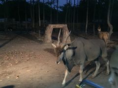 -清迈夜间动物园