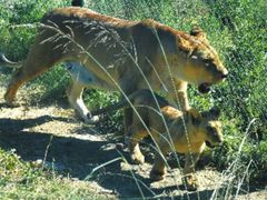 -新疆天山野生动物园