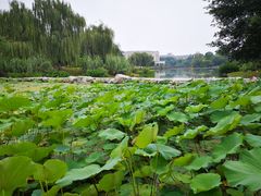 -电子科技大学（清水河校区）游泳中心