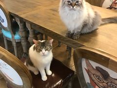 -共舞时光猫咖·狗咖(新街口店)