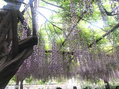 -嘉定紫藤园