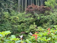 -莫干山风景区