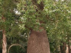 -石家庄市植物园