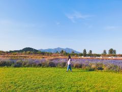 -北京东方普罗旺斯薰衣草庄园