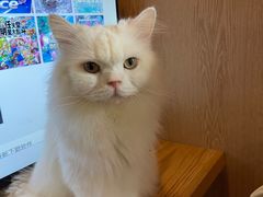-MOCHA明星猫咖(田子坊店)