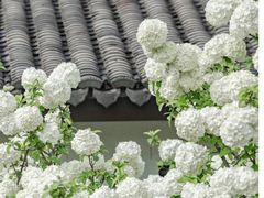 -杭州植物园