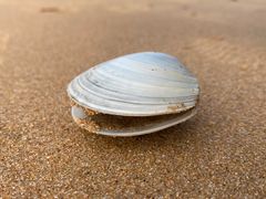 -青岛第一海水浴场