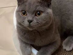-瑞鹏宠物医院·骨科·猫科·内科(第一中心)