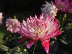 -花开海上生态园