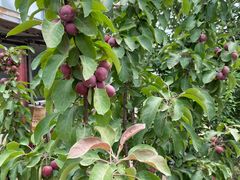 -庞各庄翠芳园西瓜蔬菜基地采摘园