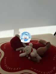 -玛瑞莎孕婴童摄影到家拍