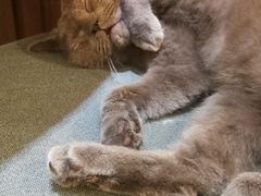 -more than meow吴止猫主题餐厅(承德 中船汇店)